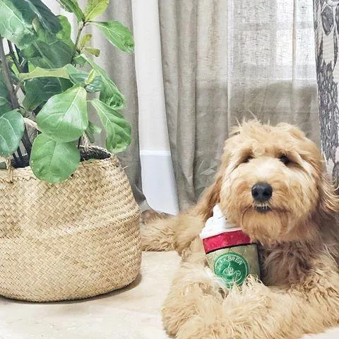 $18 ONLY: BarkShop Hazelmutt Latte Dog Plush Toy