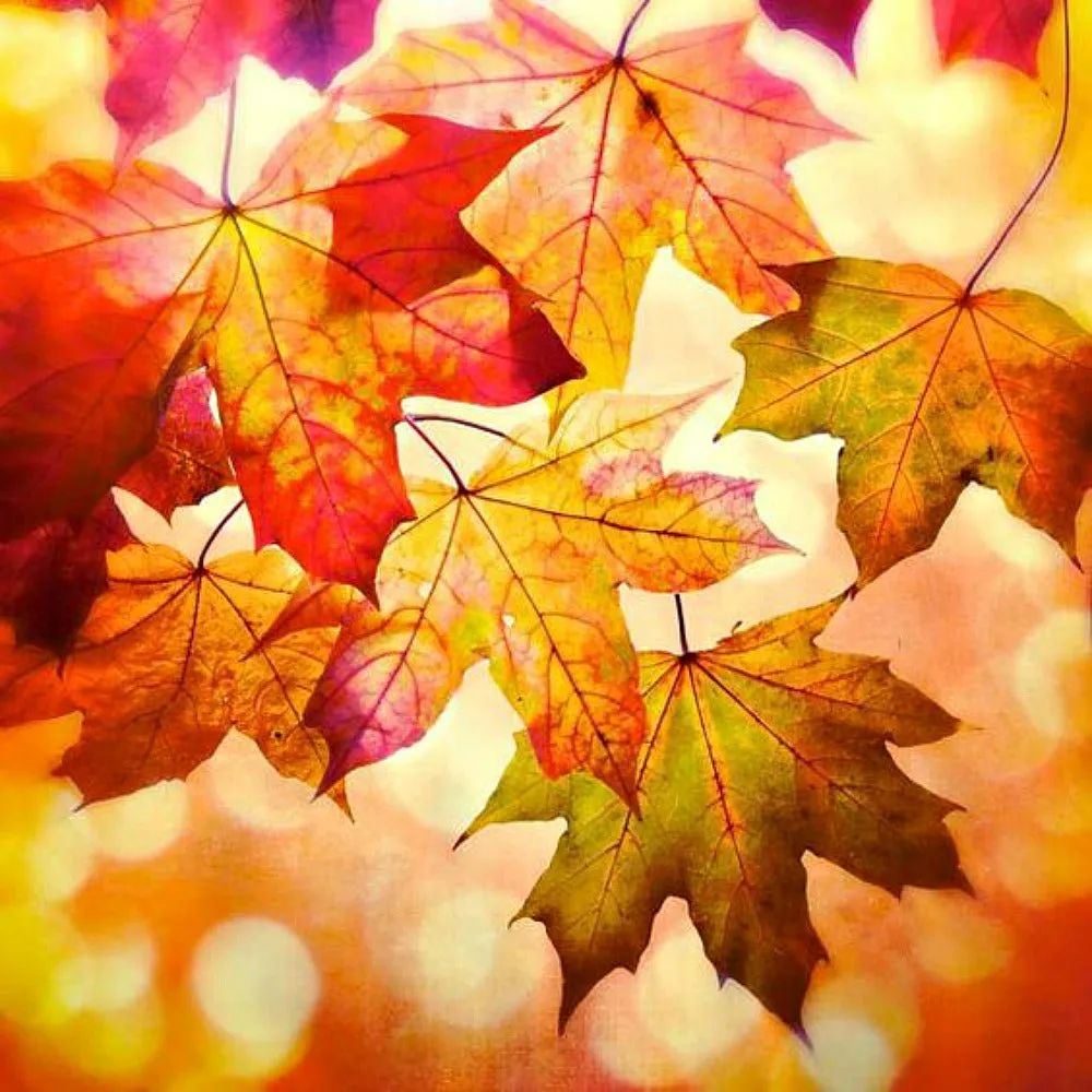 Autumn Leaves by Wicked Good Perfume